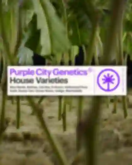 House Varieties FW26