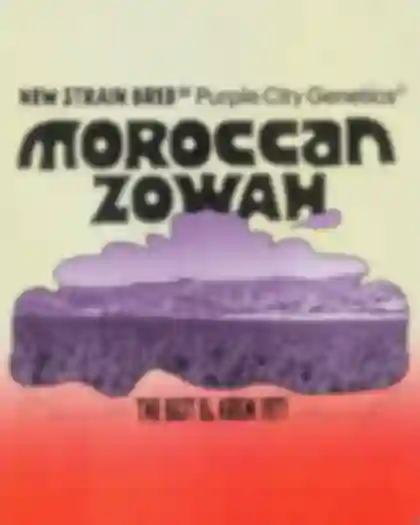 A generous image for news about Morrocan Zowah 2026